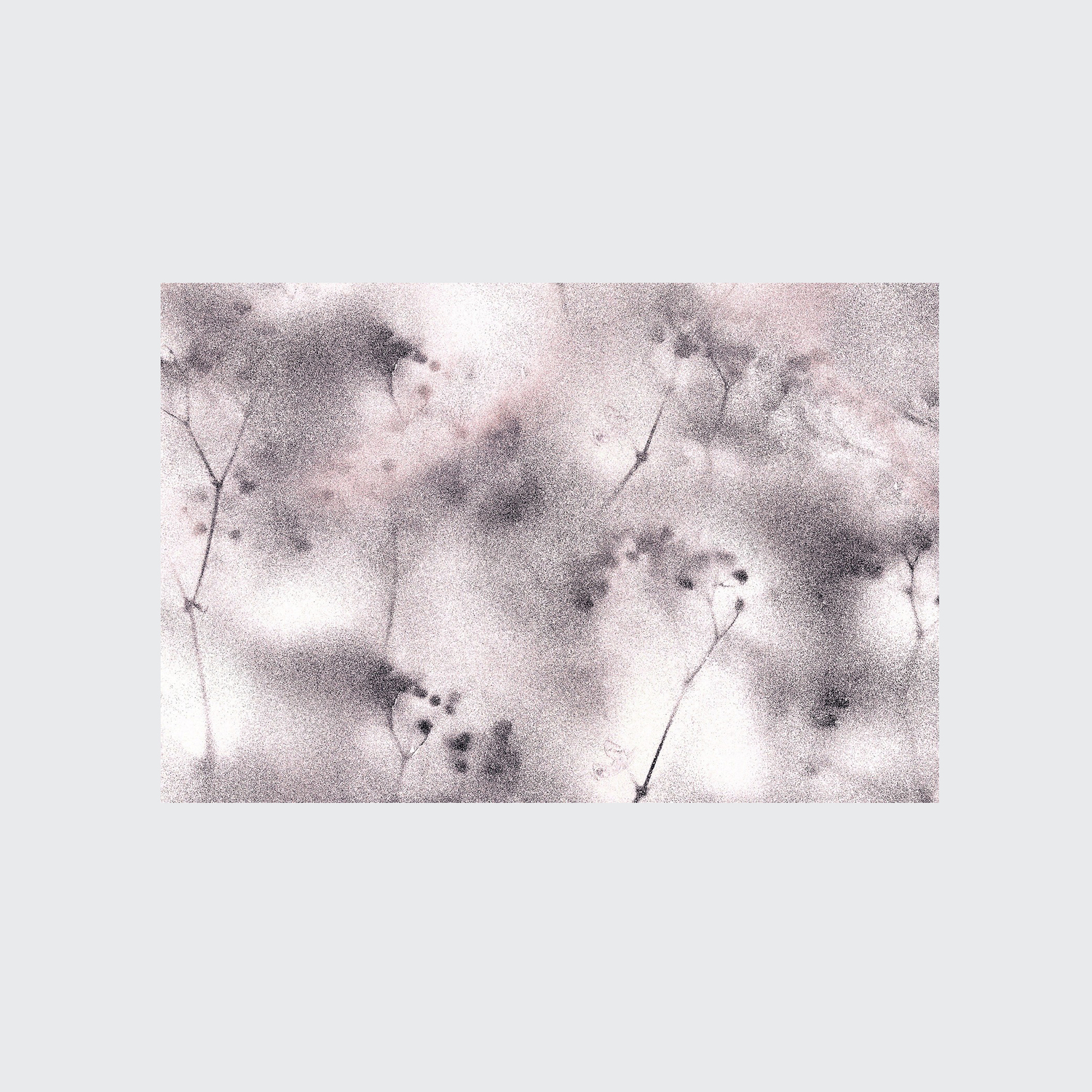 Baby S Breath Wallpaper Workof